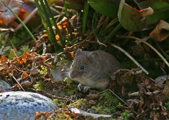 Bank Vole <i>Clethrionomys glareolus</i>